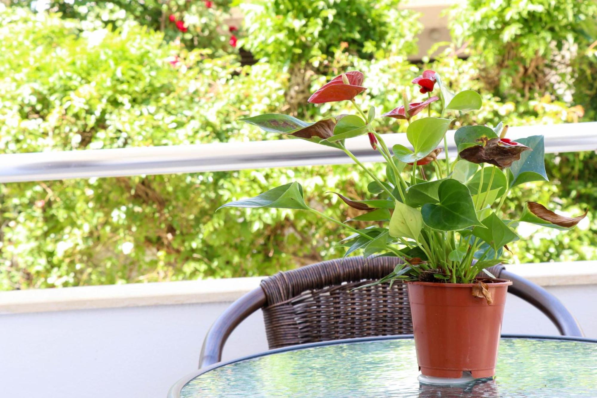 B&B Lovac Hasa 2 Ulcinj Habitación foto